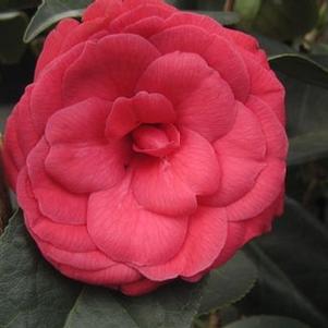 Camellia x 'Arctic Rose'
