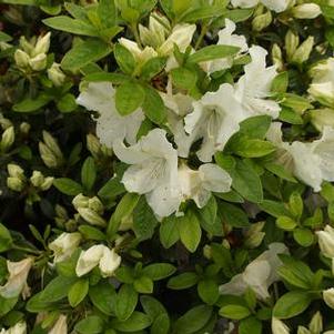 Rhododendron 'Girard Pleasant White'