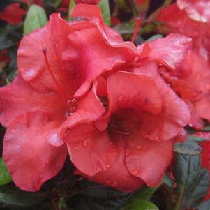 Rhododendron Encore® Autumn Embers™