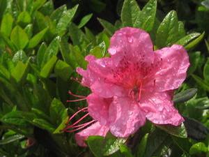 Rhododendron 'Girard Renee Michelle'