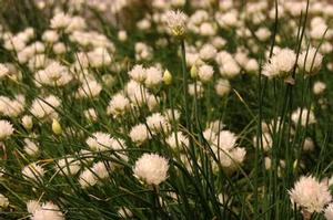 Allium schoenoprasum 'Snowcap'