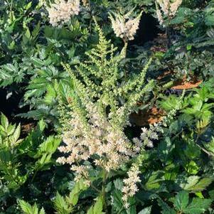 Astilbe chinensis 'Visions in White'