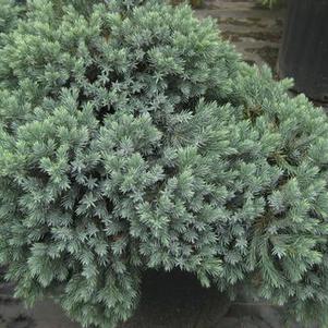 Juniperus squamata 'Blue Star'