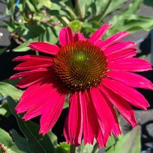 Echinacea purpurea Kismet® 'Raspberry'
