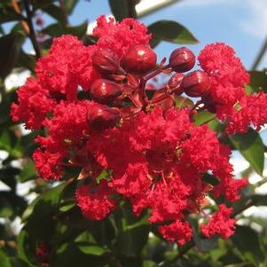 Lagerstroemia x Red Rocket®