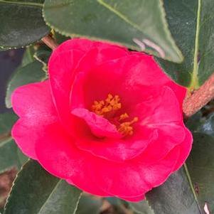 Camellia sasanqua 'Kanjiro'