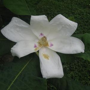 Magnolia macrophylla ssp. ashei