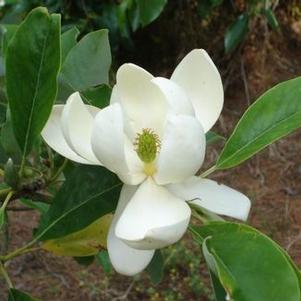 Magnolia virginiana var. australis Sweet Thing™