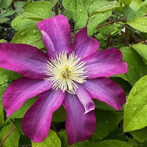 Clematis Pink Champagne™