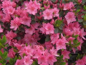 Rhododendron 'Tradition'