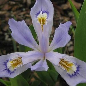 Iris cristata 'Powder Blue Giant'