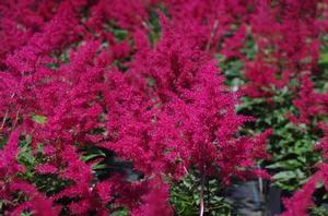 Astilbe x arendsii 'Red Sentinel'