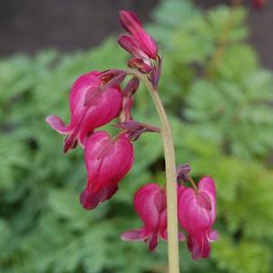 Dicentra x 'King of Hearts'