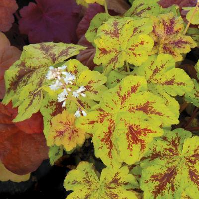 Heucherella x Yellowstone Falls