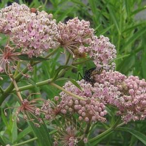 Asclepias incarnata