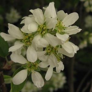 Amelanchier laevis