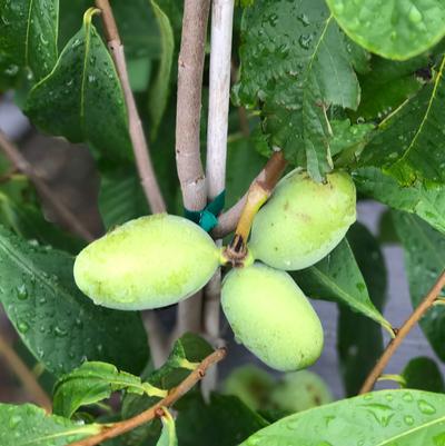 Asimina triloba Sunflower