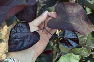 Cercis canadensis Black Pearl™
