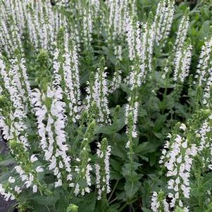 Salvia nemorosa Bumblesnow