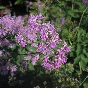 Thalictrum sp. Black Stockings