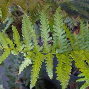 Dryopteris filix-mas 