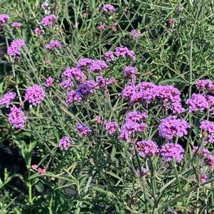 Verbena bonariensis Lollipop