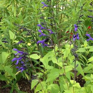 Salvia guaranitica Black and Blue