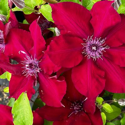 Clematis Nubia™