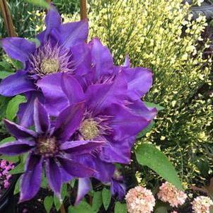 Clematis 