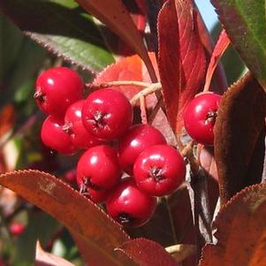 Aronia arbutifolia Brilliantissima