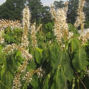 Aesculus parviflora 