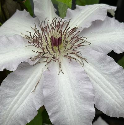 Clematis Clair de Lune