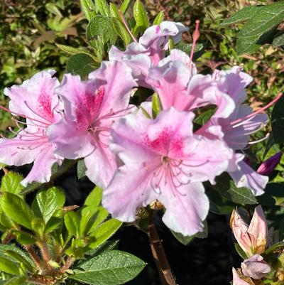 Rhododendron Encore® Autumn Twist®