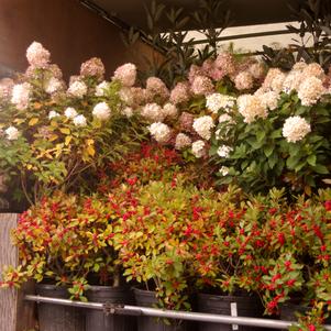 Pleasant Run Truck Pleasant Run Truck