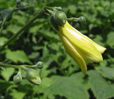 Kirengeshoma palmata - Yellow Waxbells