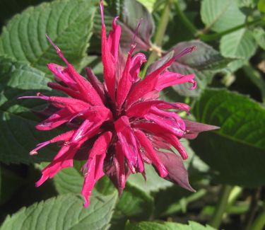 Monarda didyma 'Raspberry Wine'