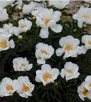 Paeonia Krinkled White - Herbaceous Peony