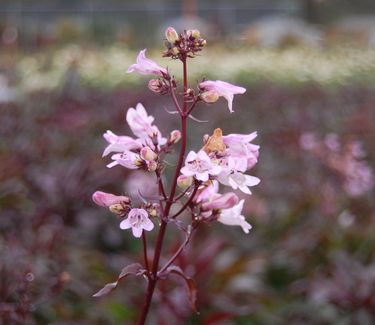 Penstemon digitalis 'Husker Red'