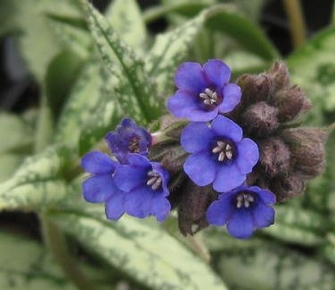 Pulmonaria longifolia var. cevennensis