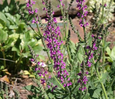 Salvia nemorosa Marcus� ('Haeumanarc')
