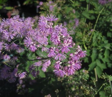 Thalictrum sp. 'Black Stockings'