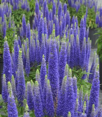 Veronica spicata Royal Candles