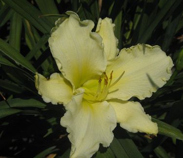 Hemerocallis 'Sunday Gloves'