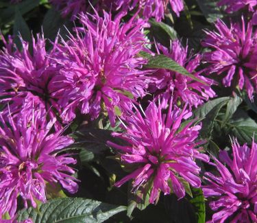 Monarda didyma Grand Parade™