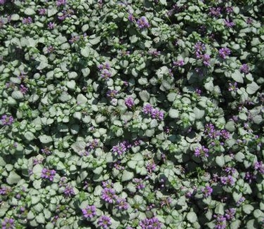 Lamium maculatum Red Nancy