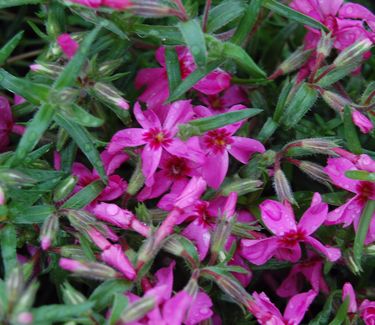 Phlox subulata 'Scarlet Flame'
