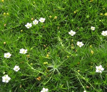 Sagina subulata