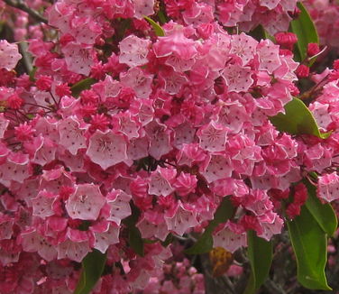 Kalmia latifolia Elf (Tower Hill)