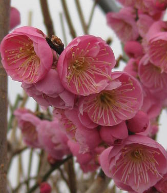 Prunus mume Peggy Clarke