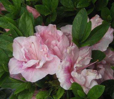 Rhododendron Nancy of Robin Hill - Azalea